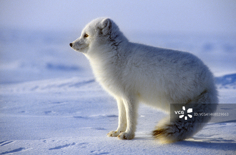 北极狐图片素材