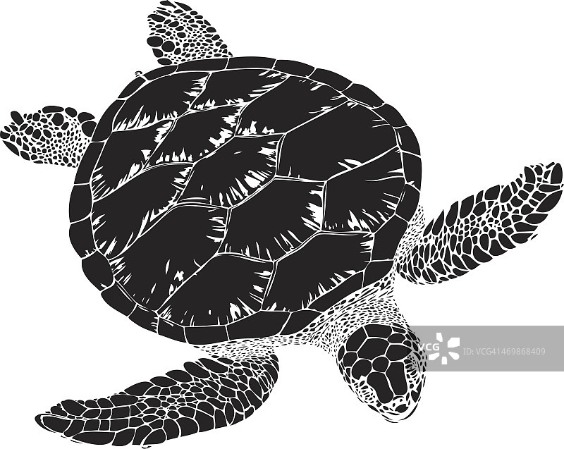 黑线玳瑁海龟插图图片素材