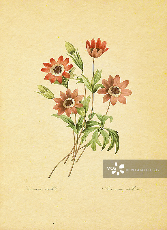 银莲花|古董花卉插图图片素材