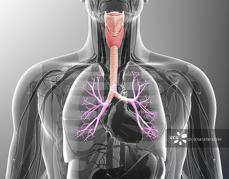 人体呼吸系统，艺术品图片素材