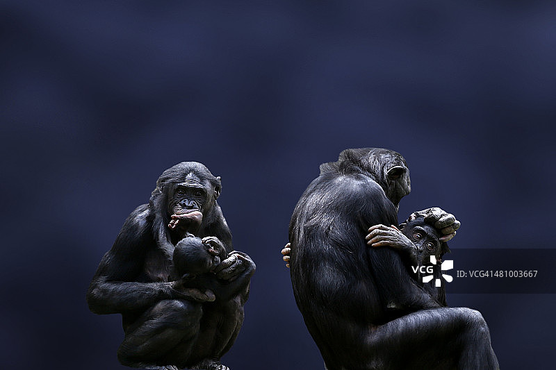 倭黑猩猩的母亲和婴儿图片素材