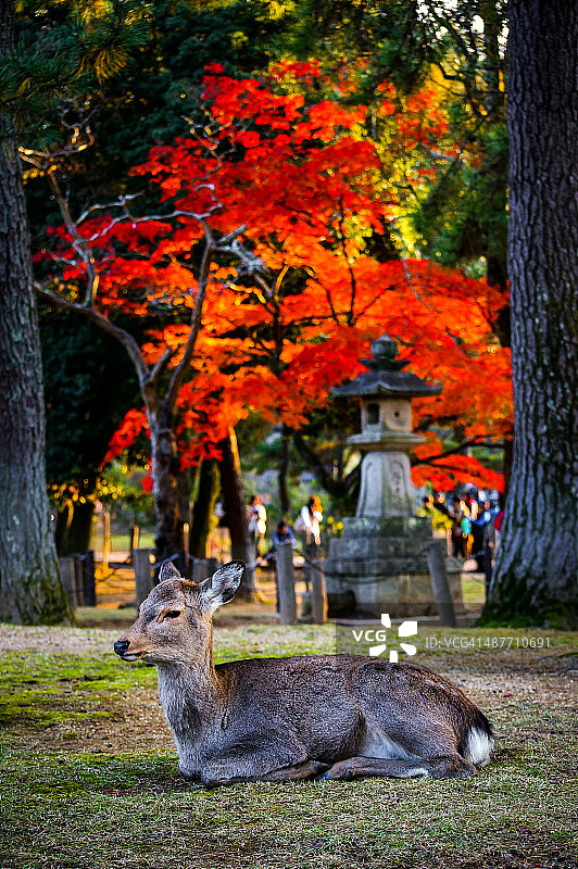 秋季的奈良公园里有梅花鹿图片素材