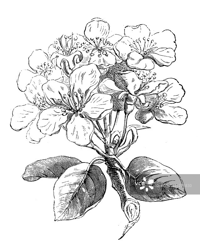 古色古香的梨树插图图片素材
