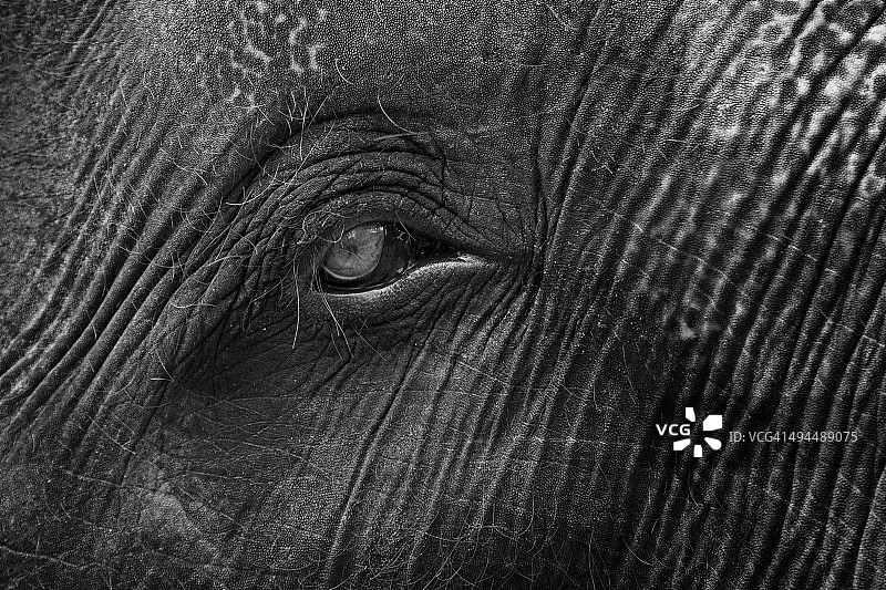 亚洲象的眼睛和毛茸茸的皮肤的特写图片素材
