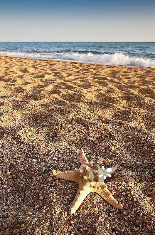 海滩上的海星图片素材