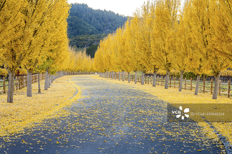 加州纳帕谷道路上的黄色银杏树图片素材
