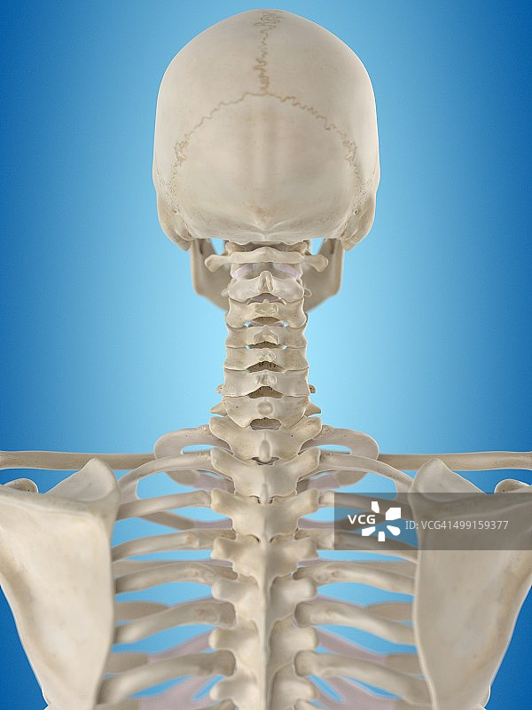 人类颈椎，艺术品图片素材
