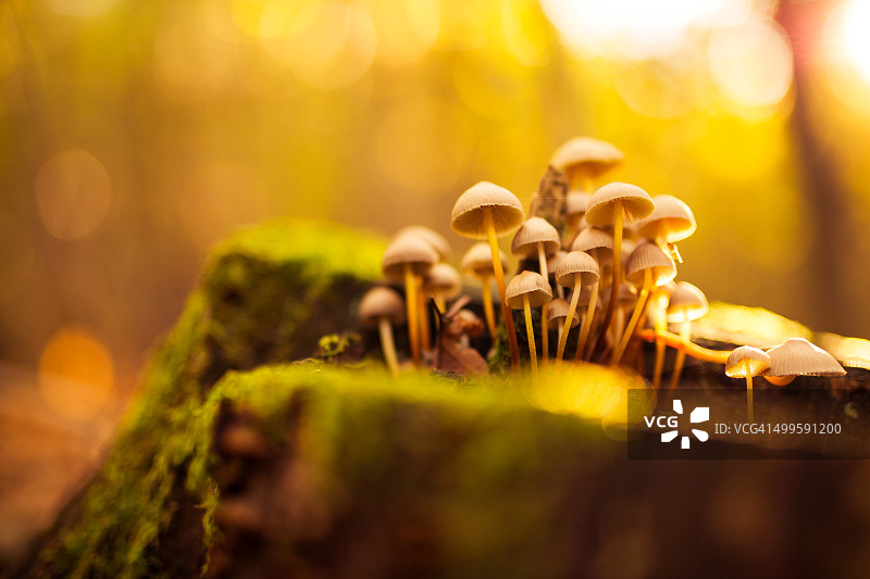 苔藓上的蘑菇橙色帽牛肝菌图片素材
