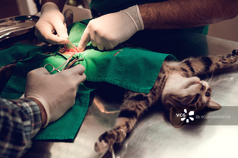 一个面目全非的兽医在给一只猫做手术。图片素材