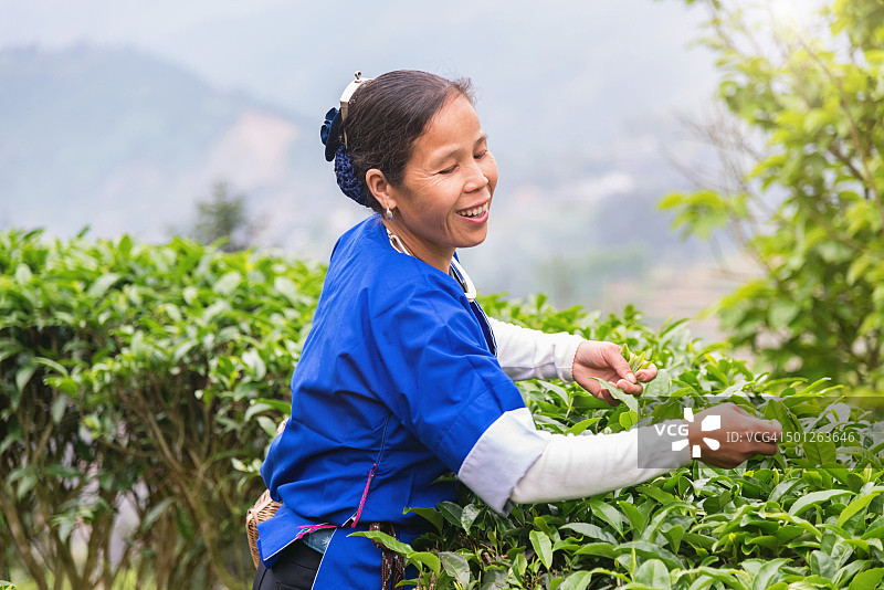 收获茶叶的妇女中国程阳图片素材