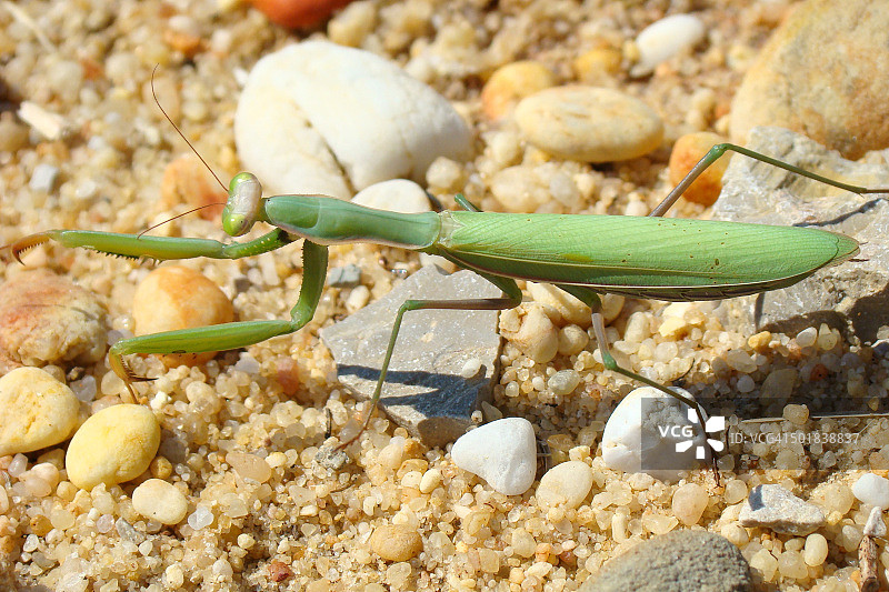 螳螂(Mantis religiosa)图片素材