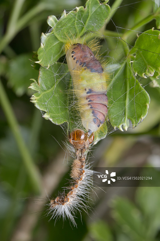 清明翅丛蛾蛹的大图图片素材