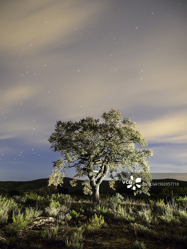 树，(橡树)孤立在云和星星的一个夜晚的山顶。图片素材