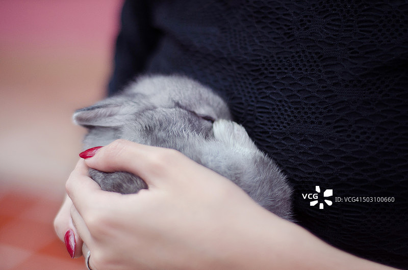 在女人的手里睡觉的婴儿灰色兔子的特写图片素材