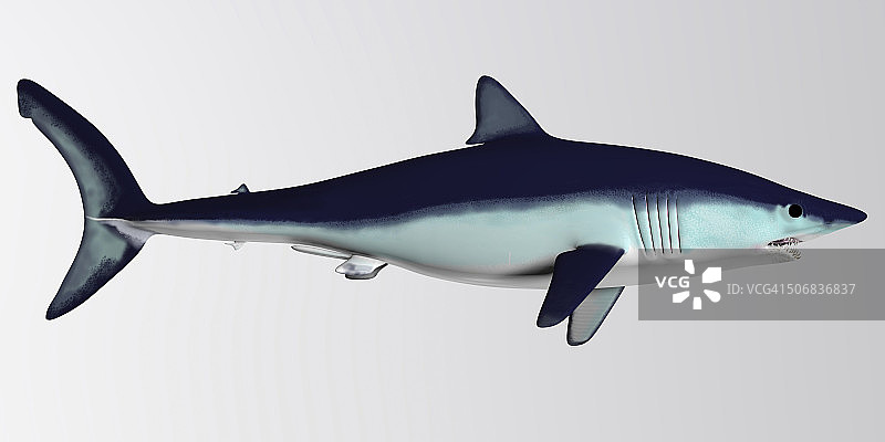 灰鲭鲨图片素材