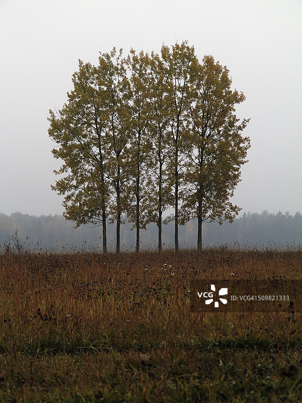 秋天树木在风景中图片素材