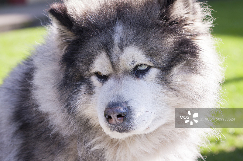 阿拉斯加雪橇犬的肖像图片素材