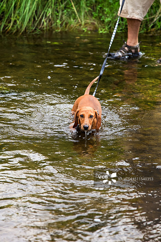 腊肠小狗在水中行走图片素材