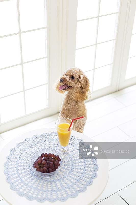 狗吃早餐图片素材