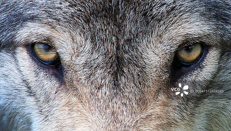狼的眼睛图片素材