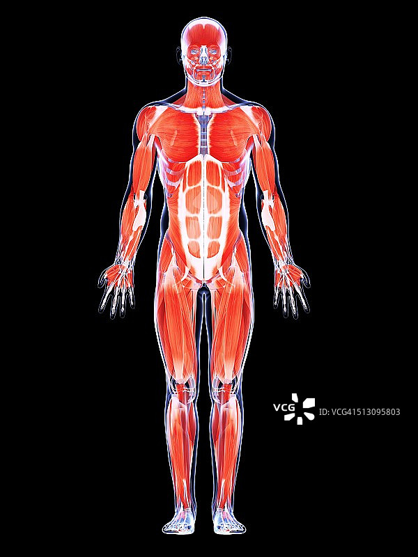 人体肌肉系统，艺术品图片素材