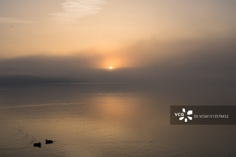 清晨，巴拉顿湖上秋日的鸭子在平静的水面上图片素材