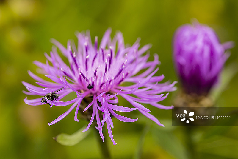 两朵紫罗兰色矢车菊，矢车菊，在绿色背景前图片素材