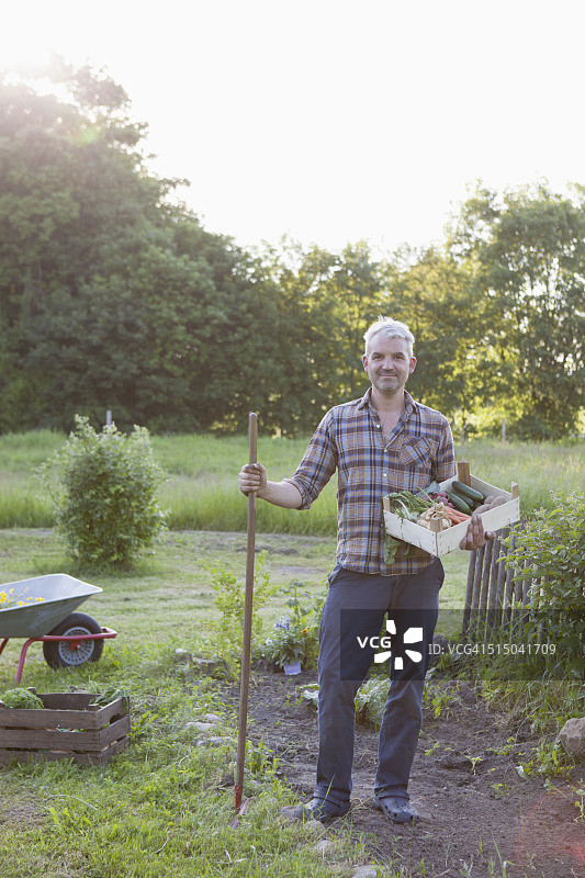 成年男子扛着一箱刚收获的新鲜蔬菜在花园里图片素材