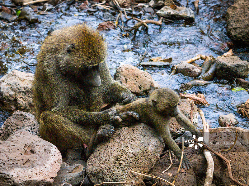 坦桑尼亚，曼亚拉湖国家公园，橄榄狒狒为婴儿梳理毛发图片素材