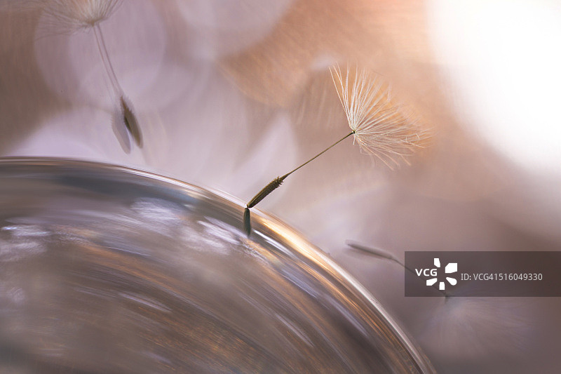 蒲公英种子漂浮在一个玻璃球物体上的特写。美术花卉摄影。图片素材