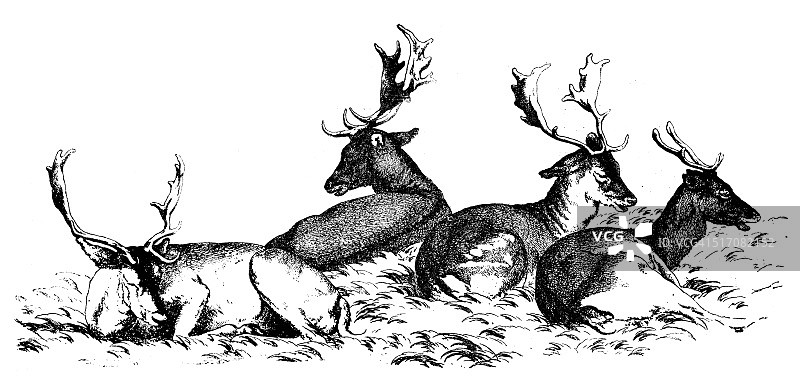 四头鹿坐在草地上的古董插图图片素材
