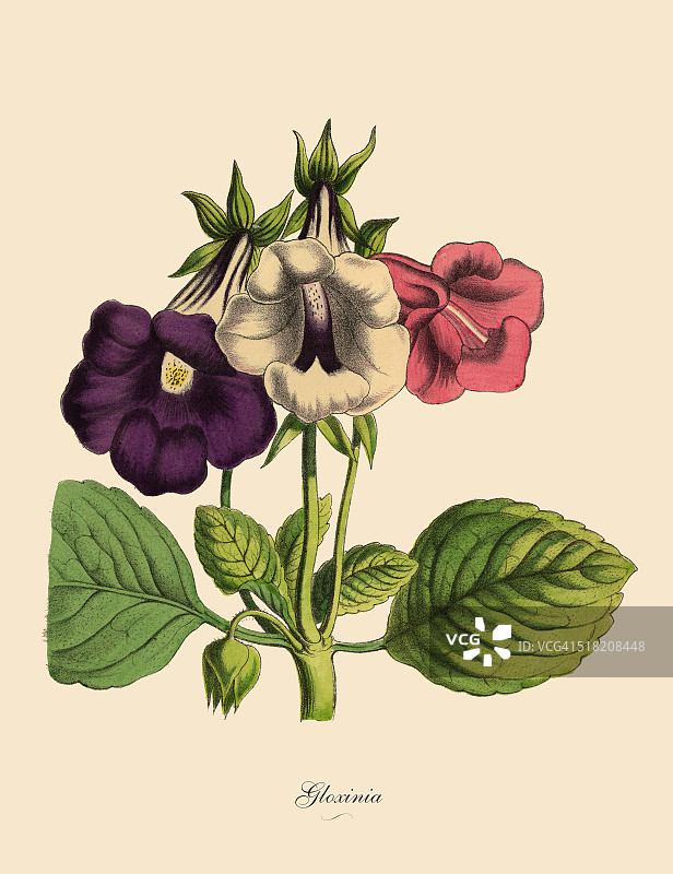 Gloxinia Plant，维多利亚植物学插图图片素材
