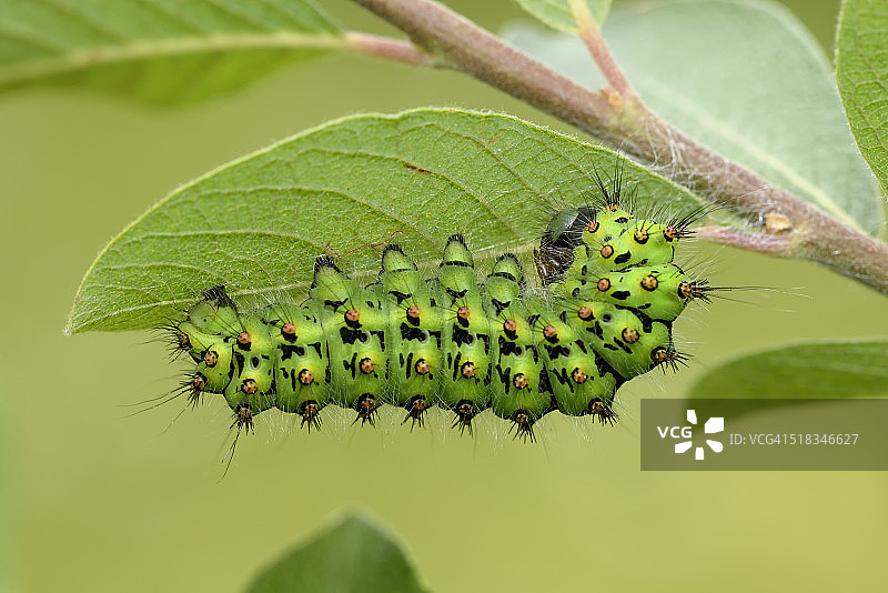 皇帝蛾，土冬蛾，挂在叶子上图片素材