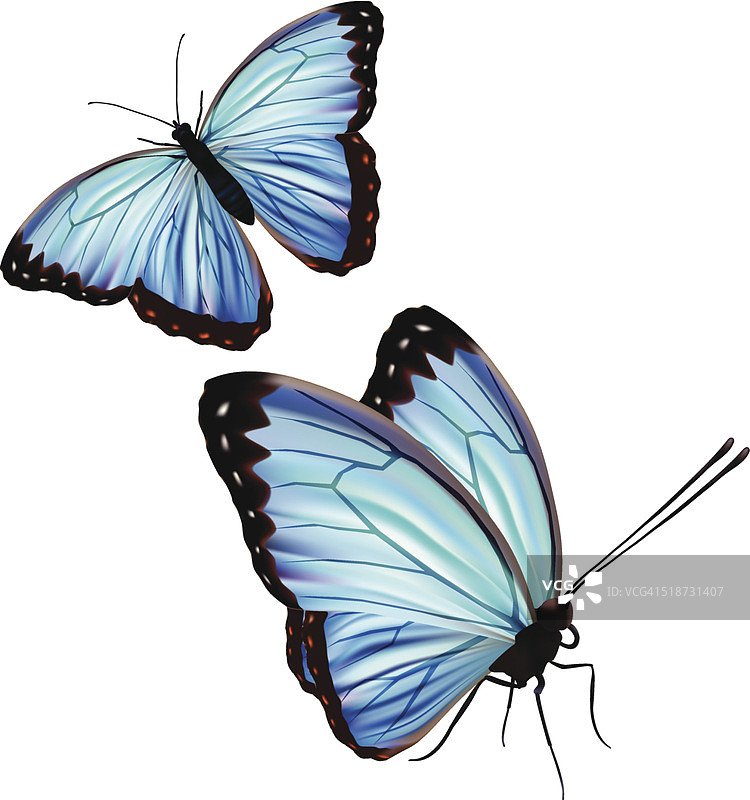常见的闪蝶-向量图片素材