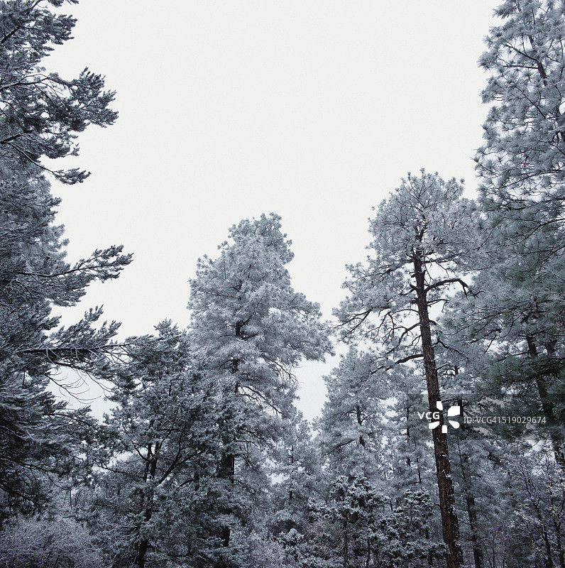 松树上覆盖着雪图片素材