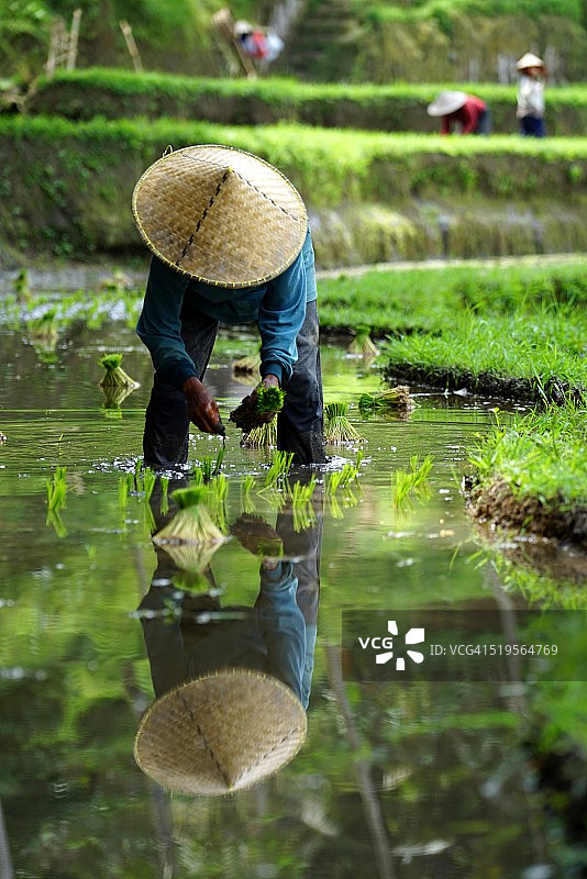 农民种植水稻，乌布，巴厘岛图片素材