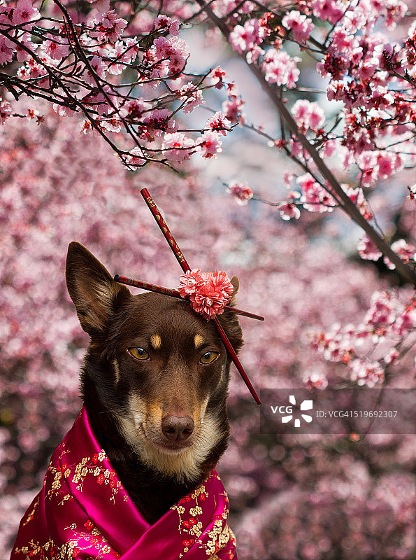 穿着和服的狗在樱花树下图片素材