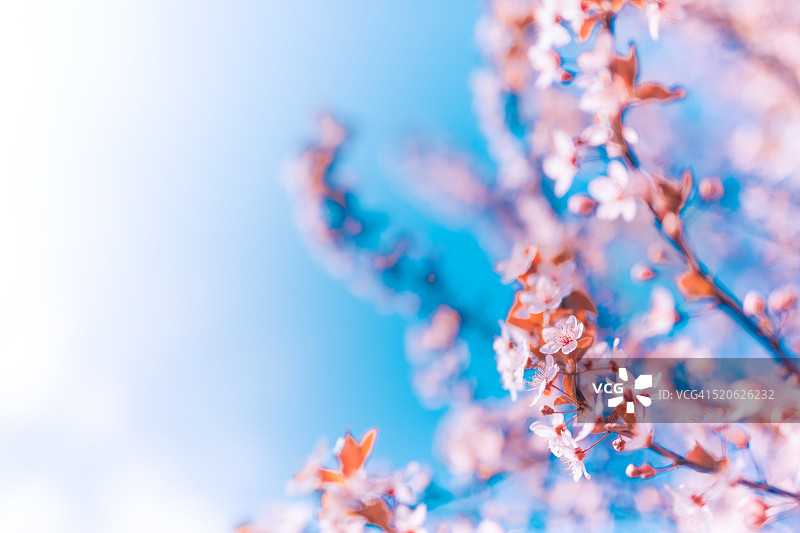 美丽的樱花艺术背景图片素材