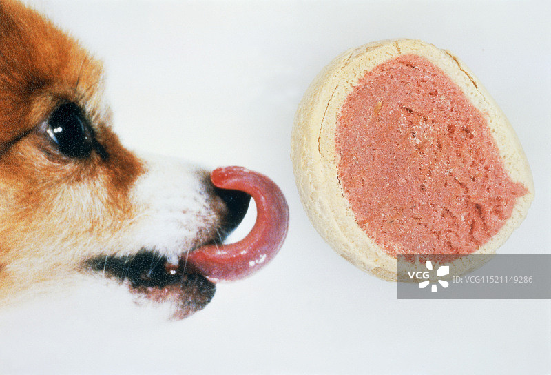 狗和狗饼干图片素材