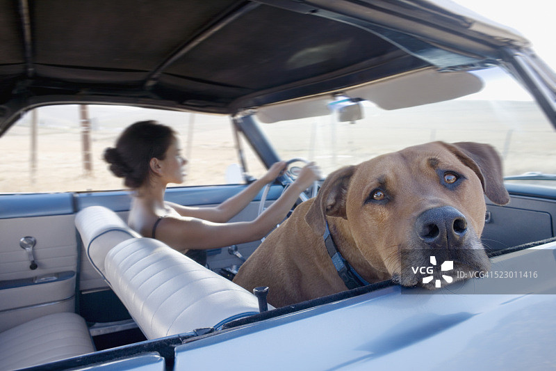 开车的女人和狗图片素材