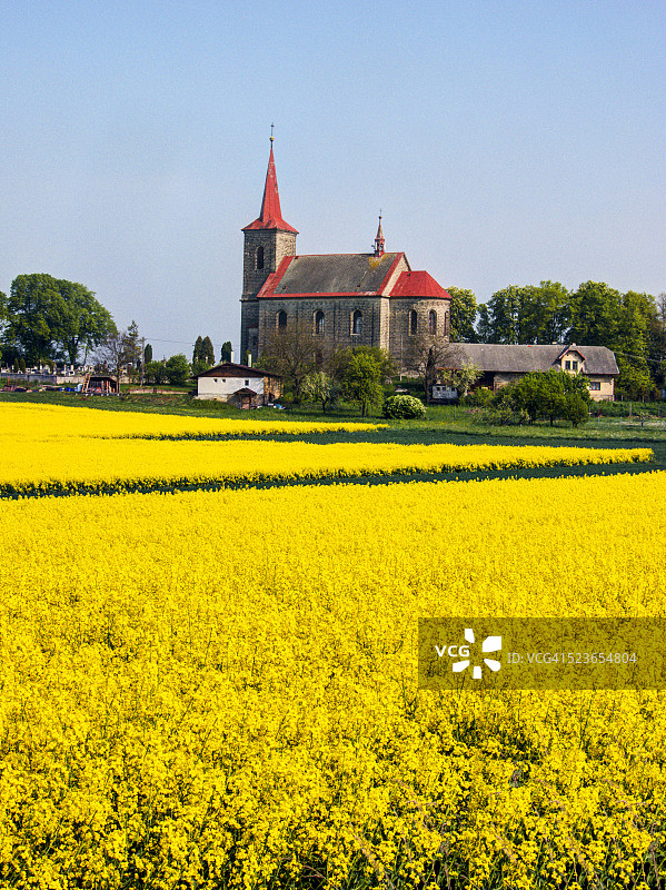 捷克共和国油菜籽田的老教堂图片素材