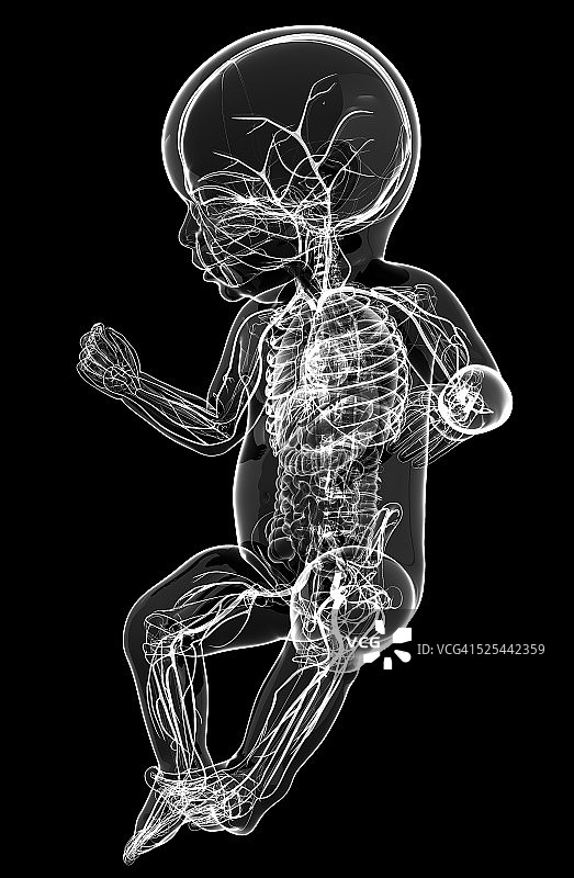 婴儿的神经系统，艺术品图片素材