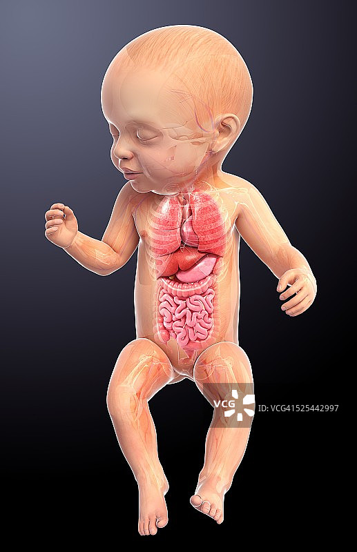 婴儿的解剖学、艺术品图片素材