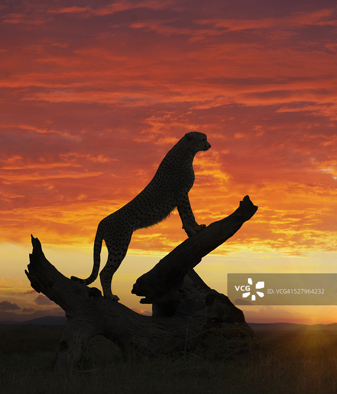 日落时猎豹的剪影，马赛马拉国家公园，肯尼亚图片素材