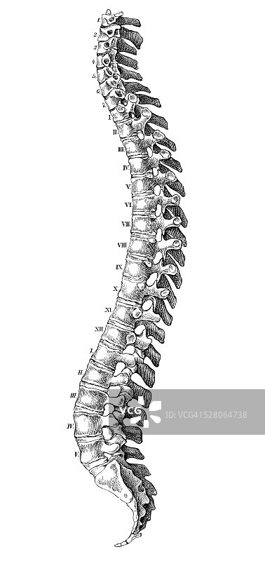 人体解剖学科学说明:脊柱图片素材