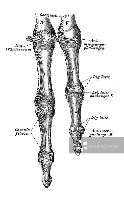 人体解剖学科学插图:手指关节图片素材