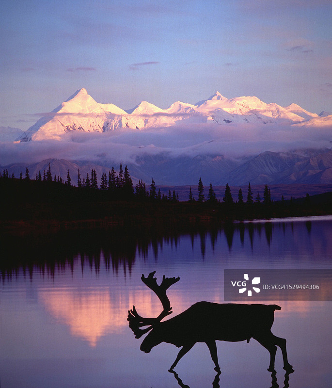 黄昏时分在湖中涉水的驯鹿图片素材