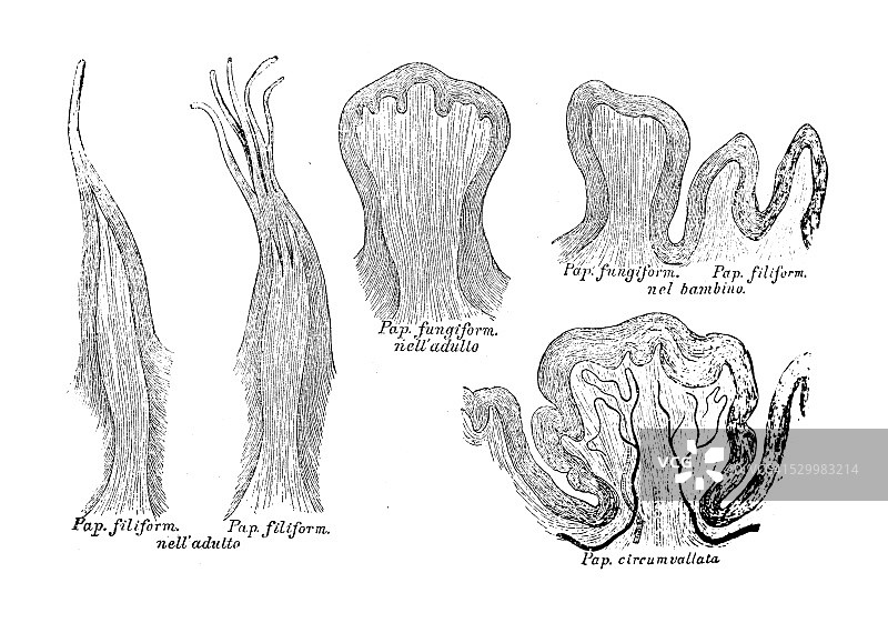 人体解剖学科学插画:味蕾图片素材