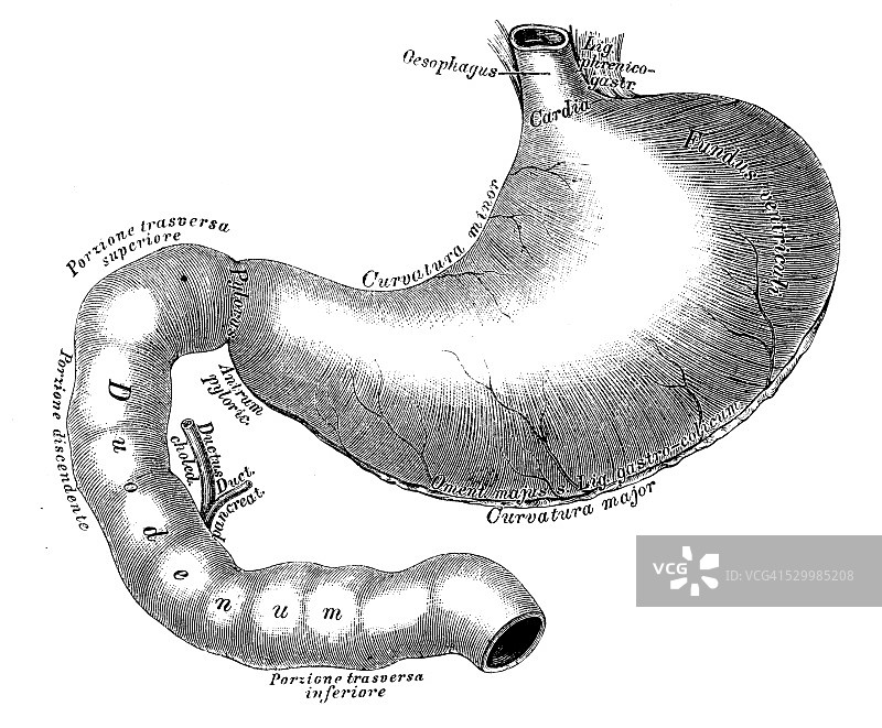 人体解剖学科学例证:胃和十二指肠肠图片素材
