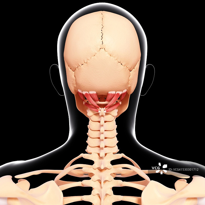 人类颈部肌肉组织，电脑艺术品。图片素材